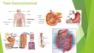 Trato Gastrointestinal
 