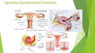 Aparelho Geniturinário Feminino
 