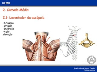 Ana Paula de Sousa Paixão Fisioterapêuta UFMG 2- Camada Média: 2.1- Levantador da escápula  4ª  - Situação -Origem -Inserção -Ação: elevação 