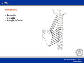 Ana Paula de Sousa Paixão Fisioterapêuta UFMG Rombóides: -  Retração Elevação  Rotação inferior 