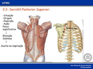 Ana Paula de Sousa Paixão Fisioterapêuta UFMG 2.3- Serrátil Posterior Superior: - Situação -Origem -Inserção -Ação: Pouco  significativo 7ª  2ª   5ª  Elevação  Costelas Torácica sup. Auxilia na inspiração 