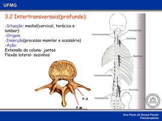 Ana Paula de Sousa Paixão Fisioterapêuta UFMG 3.2   Intertransversais(profundo): -Situação:  medial(cervical, torácica e lombar) -Origem -Inserção (processo mamilar e acessório) -Ação:   Extensão da coluna- juntos Flexão lateral- sozinhos  P.A P.M 