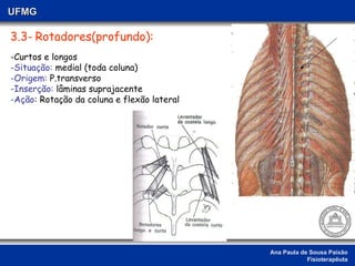 Ana Paula de Sousa Paixão Fisioterapêuta UFMG 3.3-   Rotadores(profundo): -Curtos e longos -Situação:  medial (toda coluna)  -Origem:  P.transverso -Inserção:  lâminas suprajacente -Ação : Rotação da coluna e flexão lateral 