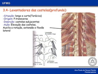 Ana Paula de Sousa Paixão Fisioterapêuta UFMG 3.4-   Levantadores das costelas(profundo): -Situação : longo e curto(Torácica) -Origem : P.transverso -Inserção : costelas subjacentes  -Ação : Elevação das costelas, Auxilia a rotação, extensão e flexão lateral 