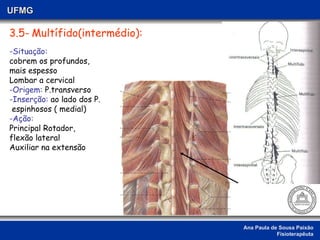 Ana Paula de Sousa Paixão Fisioterapêuta UFMG 3.5-   Multífido(intermédio): -Situação: cobrem os profundos, mais espesso Lombar a cervical -Origem:  P.transverso -Inserção:  ao lado dos P. espinhosos ( medial) -Ação:   Principal Rotador,  flexão lateral  Auxiliar na extensão 