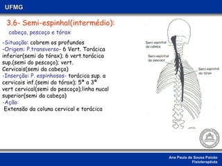 Ana Paula de Sousa Paixão Fisioterapêuta UFMG 3.6-   Semi-espinhal(intermédio): cabeça, pescoço e tórax - Situação : cobrem os profundos - Origem:   P.transverso - 6 Vert. Torácica inferior(semi do tórax); 6 vert.torácica sup.(semi do pescoço); vert. Cervicais(semi da cabeça) -Inserção :  P. espinhosos-  torácica sup. a cervicais inf.(semi do tórax); 5ª a 3ª vert cervical(semi do pescoço);linha nucal superior(semi da cabeça) -Ação:   Extensão da coluna cervical e torácica 