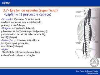Ana Paula de Sousa Paixão Fisioterapêuta UFMG 3.7-   Eretor da espinha (superficial): -Esplênio : ( pescoço e cabeça) -Situação : são superficiais e mais mediais, cobre os mm. espinhais do pescoço e da Cabeça -Origem:  ascendente lateral- p.transverso torácico superior(pescoço); p.espinhosos  cervicais inferiores e lig. nucal(cabeça) -Inserção:  p. transversais atlas e áxis(pescoço); processo mastóideo(cabeça)  -Ação:   Flexão lateral cervical e auxilia a  extensão da coluna e rotação 
