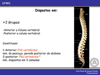 Ana Paula de Sousa Paixão Fisioterapêuta UFMG Dispostos em: 2 Grupos: Anterior a Coluna vertebral Posterior a coluna vertebral Constituem: 1-Anterior:  Pré-vertebrais: mm. do pescoço, parede posterior do abdome 2-posterior:  Pós-vertebrais:* mm. dispostos em 3 camadas 