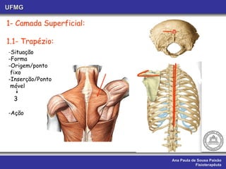 Ana Paula de Sousa Paixão Fisioterapêuta UFMG 1- Camada Superficial:  1.1- Trapézio:   - Situação -Forma -Origem/ponto  fixo -Inserção/Ponto móvel -Ação 3 