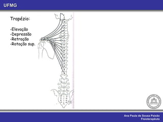 Ana Paula de Sousa Paixão Fisioterapêuta UFMG Trapézio: Elevação Depressão Retração Rotação sup.  