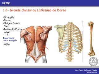Ana Paula de Sousa Paixão Fisioterapêuta UFMG 1.2- Grande Dorsal ou Latíssimo do Dorso 6ª  - Situação -Forma -Origem/ponto  fixo -Inserção/Ponto móvel -Ação Importância  com a escápula 