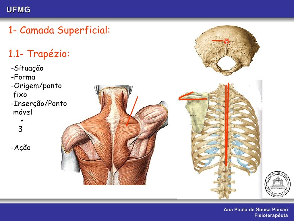 Aula viii. musculos do dorso