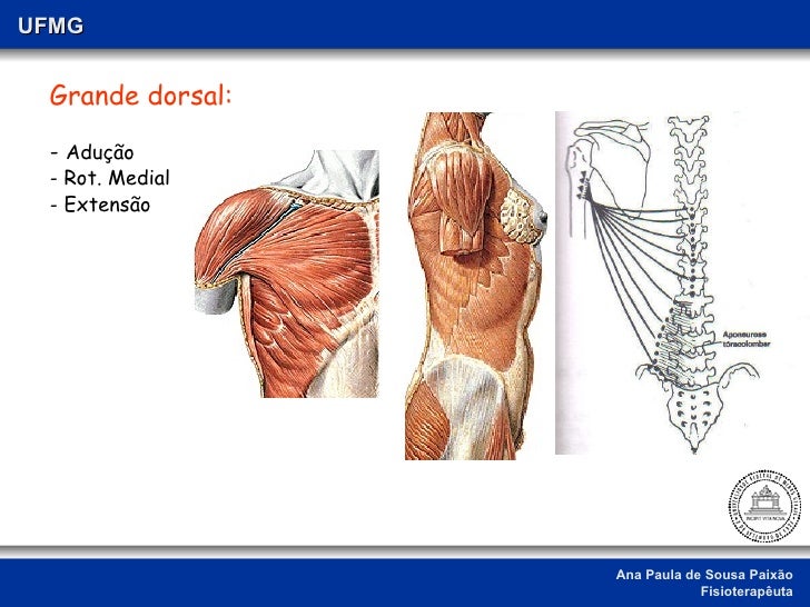 Apresentação Cefalica Com Dorso A Esquerda O Que Significa