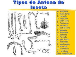 Tipos de Antena deTipos de Antena de
InsetoInseto
A- filiforme
B- moniliforme
C- clavada
D- capitada
E- imbricada
F- fusiforme
G- serreada
H- estiliforme
I- plumosa
J- flabelada
K- setácea
L- furcada
M- pectinada
N- lamelada
O- geniculada
P- aristada
Q- composta
ar- aristada
Sty- estyliforme
 
