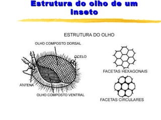 Estrutura do olho de umEstrutura do olho de um
insetoinseto
 