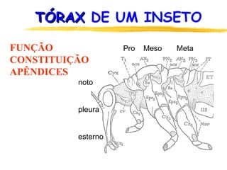 TÓRAXTÓRAX DE UM INSETO
FUNÇÃO
CONSTITUIÇÃO
APÊNDICES
noto
pleura
esterno
Pro Meso Meta
 
