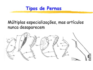 Tipos de Pernas
Múltiplas especializações, mas artículos
nunca desaparecem
 