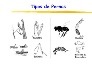 Tipos de Pernas
 