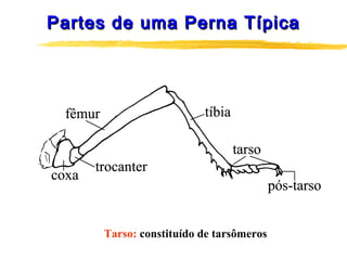 Tarso: constituído de tarsômeros
Partes de uma Perna TípicaPartes de uma Perna Típica
 