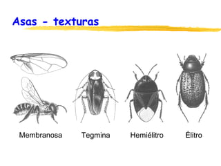 Asas - texturas
Membranosa Tegmina Hemiélitro Élitro
 