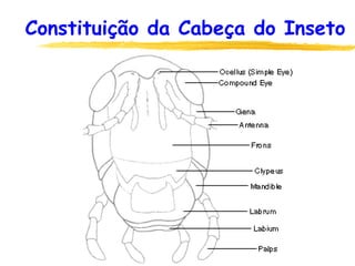 Constituição da Cabeça do Inseto
 