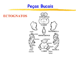 Peças Bucais
ECTOGNATOS
 