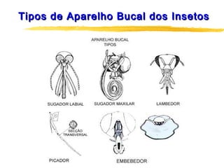 Tipos de Aparelho Bucal dos InsetosTipos de Aparelho Bucal dos Insetos
 