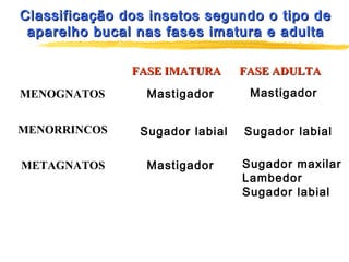 Classificação dos insetos segundo o tipo deClassificação dos insetos segundo o tipo de
aparelho bucal nas fases imatura e adultaaparelho bucal nas fases imatura e adulta
FASE IMATURAFASE IMATURA FASE ADULTAFASE ADULTA
MENOGNATOS
MENORRINCOS
METAGNATOS Sugador maxilar
Lambedor
Sugador labial
Sugador labialSugador labial
Mastigador Mastigador
Mastigador
 