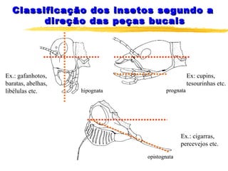 Classificação dos insetos segundo aClassificação dos insetos segundo a
direção das peças bucaisdireção das peças bucais
Ex.: gafanhotos,
baratas, abelhas,
libélulas etc.
Ex: cupins,
tesourinhas etc.
Ex.: cigarras,
percevejos etc.
 