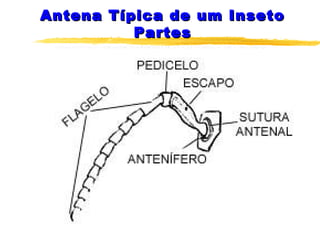 Antena Típica de um InsetoAntena Típica de um Inseto
PartesPartes
 