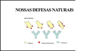 NOSSASDEFESASNATURAIS
ANTICORPOS
 