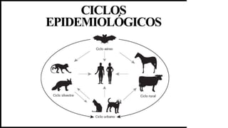 CICLOS
EPIDEMIOLÓGICOS
 