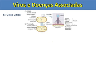 Vírus e Doenças AssociadasVírus e Doenças Associadas
6) Ciclo Lítico
 