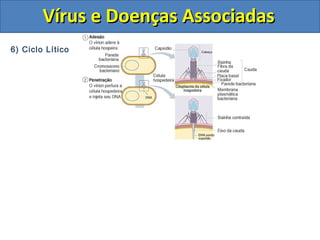 Vírus e Doenças AssociadasVírus e Doenças Associadas
6) Ciclo Lítico
 