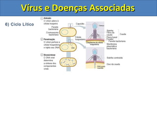 Vírus e Doenças AssociadasVírus e Doenças Associadas
6) Ciclo Lítico
 