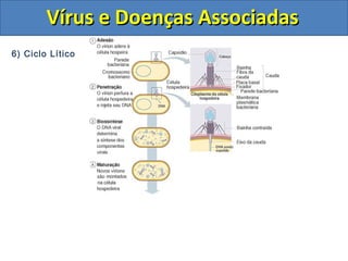 Vírus e Doenças AssociadasVírus e Doenças Associadas
6) Ciclo Lítico
 