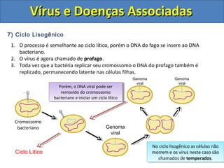 Vírus e Doenças AssociadasVírus e Doenças Associadas
7) Ciclo Lisogênico
1. O processo é semelhante ao ciclo lítico, porém o DNA do fago se insere ao DNA
bacteriano.
2. O vírus é agora chamado de profago.
3. Toda vez que a bactéria replicar seu cromossomo o DNA do profago também é
replicado, permanecendo latente nas células filhas.
Cromossomo
bacteriano Genoma
viral
Porém, o DNA viral pode ser
removido do cromossomo
bacteriano e iniciar um ciclo lítico
Porém, o DNA viral pode ser
removido do cromossomo
bacteriano e iniciar um ciclo lítico
Genoma
viral
Genoma
viral
Ciclo Lítico
No ciclo lisogênico as células não
morrem e os vírus neste caso são
chamados de temperados.
No ciclo lisogênico as células não
morrem e os vírus neste caso são
chamados de temperados.
 