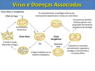 Ciclo Lítico e Lisogênico
DNA do fago
Cromossomo
bacteriano
Ciclo lítico Ciclo
lisogênico
O fago multiplica-se na
bactéria hospedeira
O casionalmente, o profago solta-se do
cromossomo bacteriano e inicia um ciclo lítico
A célula é lisada
liberando os fagos A bactéria se reproduz
normalmente, copiando o
profago e transmitindo-o
às células-filhas
Ou
As sucessivas divisões
celulares geram uma
população de bactérias
portadoras do profago
Genoma
viral
Vírus e Doenças AssociadasVírus e Doenças Associadas
 