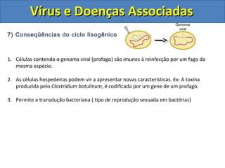 Vírus e Doenças AssociadasVírus e Doenças Associadas
7) Conseqüências do ciclo lisogênico
1. Células contendo o genoma viral (profago) são imunes à reinfecção por um fago da
mesma espécie.
2. As células hospedeiras podem vir a apresentar novas características. Ex: A toxina
produzida pelo Clostridium botulinum, é codificada por um gene de um profago.
3. Permite a transdução bacteriana ( tipo de reprodução sexuada em bactérias)
Genoma
viral
 