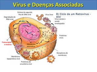 Síntese da segunda
fita de DNA viral
Receptores de
membrana
Vírus livre
Proteínas do
envoltório viral
Membrana
lipoprotéica viral
Degradação do
RNA viral
Proteínas
virais
Membrana
plasmática
RNA viral
Vírus e Doenças AssociadasVírus e Doenças Associadas
8) Ciclo de um Retrovírus -
HIV
Transcriptas
e reversa
Vírus saindo e
sendo
envelopados
 