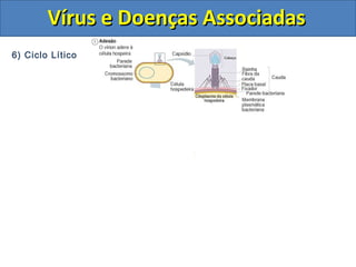 6) Ciclo Lítico
Vírus e Doenças AssociadasVírus e Doenças Associadas
 
