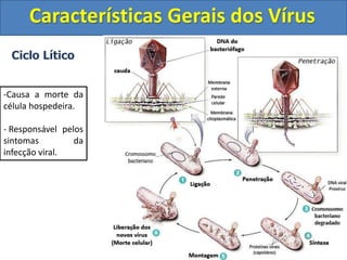 Ciclo Lítico
Características Gerais dos Vírus
-Causa a morte da
célula hospedeira.
- Responsável pelos
sintomas da
infecção viral.
 