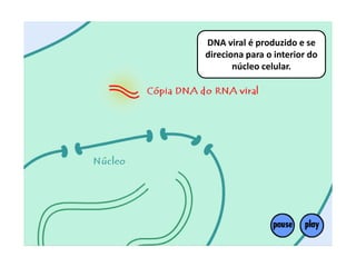 DNA viral é produzido e se
direciona para o interior do
núcleo celular.
 