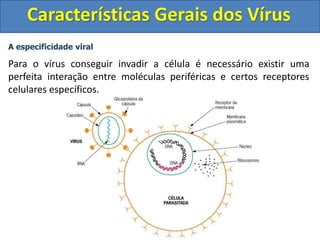 Características Gerais dos Vírus
A especificidade viral
Para o vírus conseguir invadir a célula é necessário existir uma
perfeita interação entre moléculas periféricas e certos receptores
celulares específicos.
 