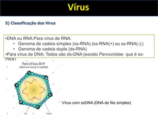 Vírus
5) Classificação dos Virus
•DNA ou RNA:Para vírus de RNA:
• Genoma de cadeia simples (ss-RNA) (ss-RNA(+) ou ss-RNA(-);)
• Genoma de cadeia dupla (ds-RNA)
•Para vírus de DNA: Todos são ds-DNA (exceto Parvoviridae que é ss-
DNA)
Vírus com ssDNA (DNA de fita simples)
 