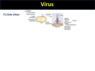 7) Ciclo Lítico
Vírus
 