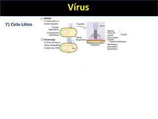 Vírus
7) Ciclo Lítico
 