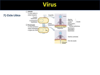 Vírus
7) Ciclo Lítico
 