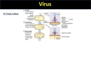 Vírus
7) Ciclo Lítico
 