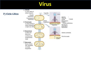Vírus
7) Ciclo Lítico
 